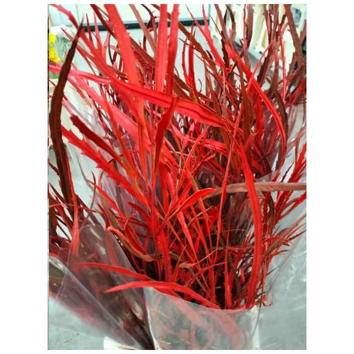 VERDS, GREVILLEA  80cm.