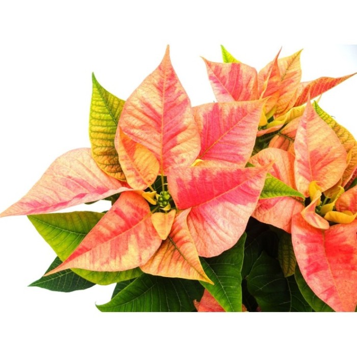 POINSETTIA   M14 CHRISTMAS BAEUTY PRINCE