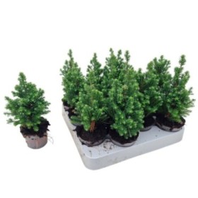 CHAMAECYPARIS TOP POINT M 6