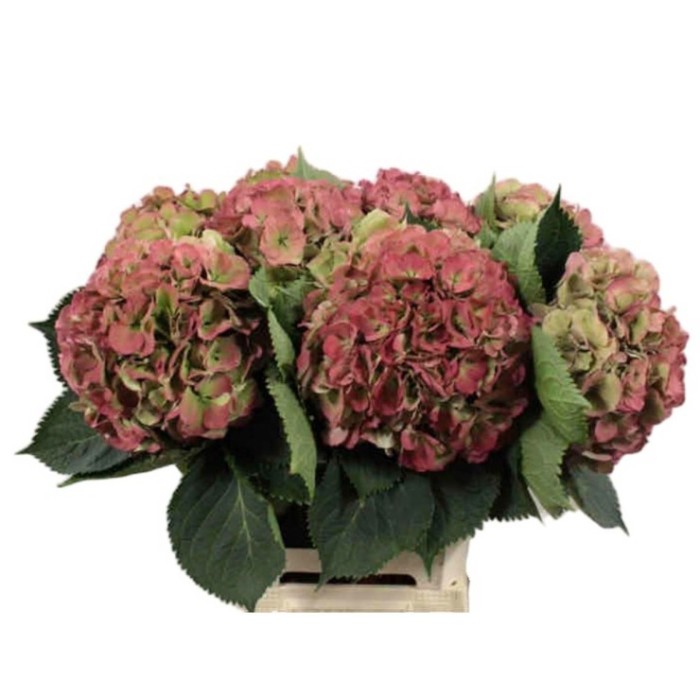 FLOR, HYDRANGEA ELBTAL CLASSIC 50cm. x5 tiges.