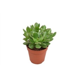CRASSULA OVATA  M12