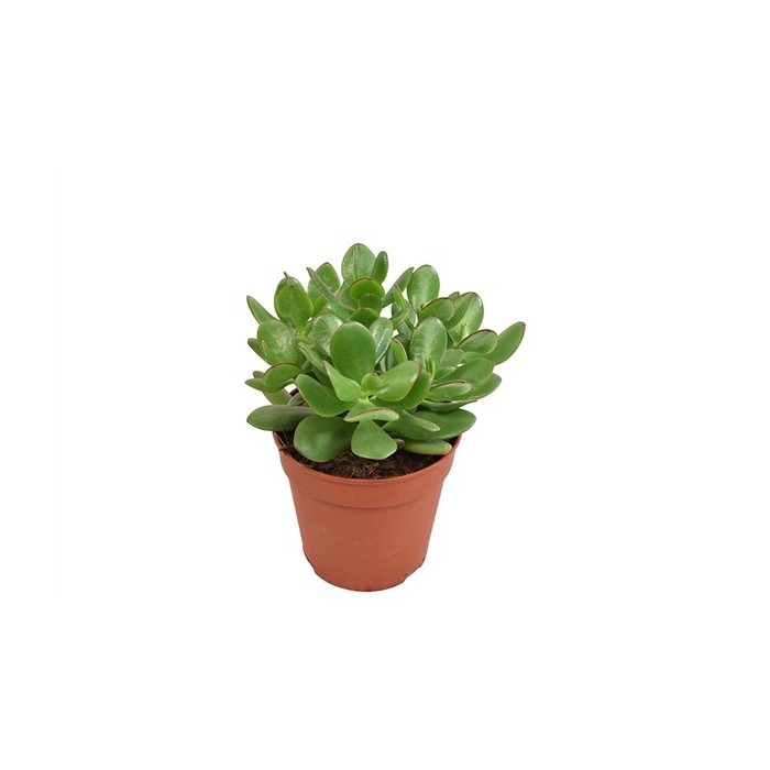 CRASSULA OVATA  M12