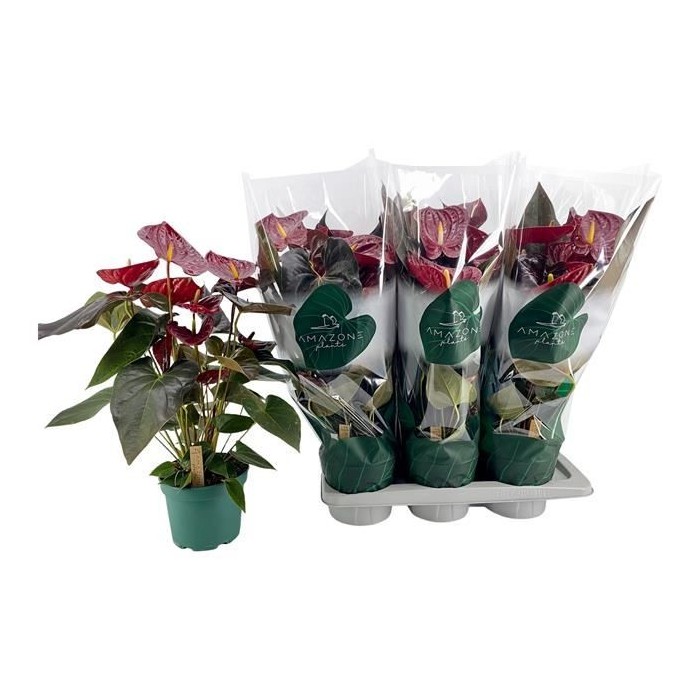 ANTHURIUM  M17 DELICATA