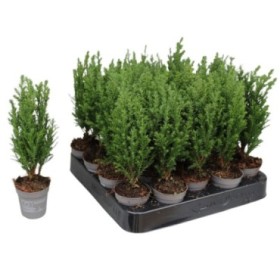 CHAMAECYPARIS ELWOODII  M 5.5
