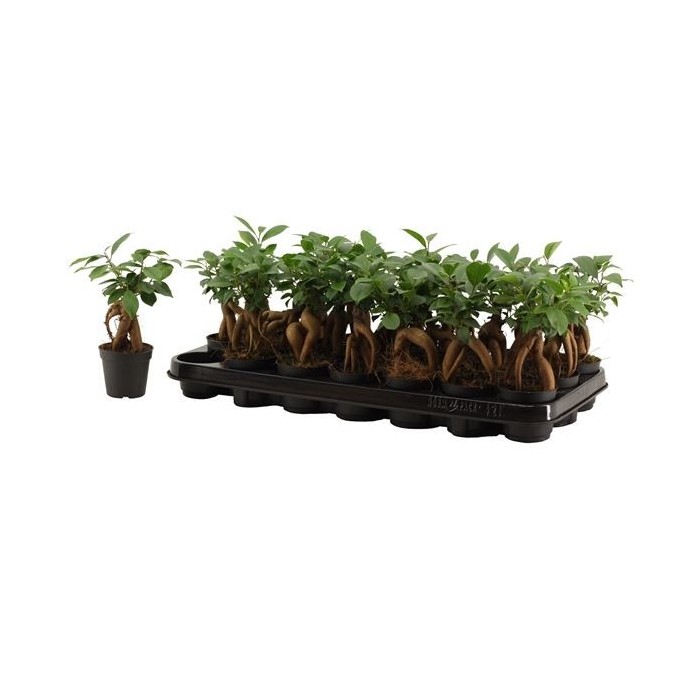 FICUS GINGEIN Mini M 7