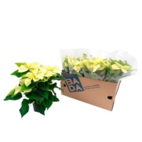 POINSETTIA   M14 CHRISTMAS BEAUTY LIME