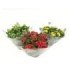KALANCHOE  TARRINA 23  flor doble CALANDIVA