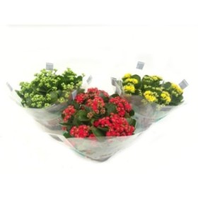 KALANCHOE  TARRINA 23  flor doble CALANDIVA