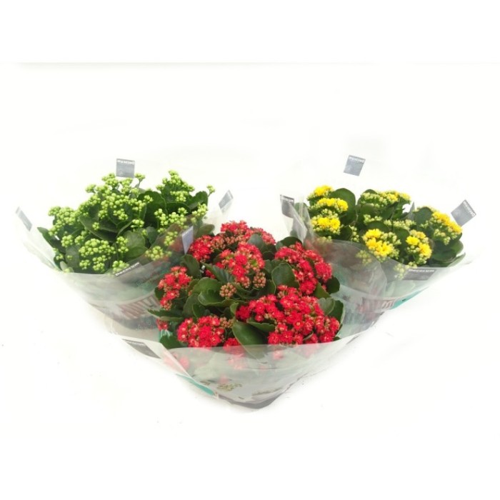 KALANCHOE  TARRINA 23  flor doble CALANDIVA