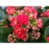 KALANCHOE  TARRINA 23  flor doble CALANDIVA
