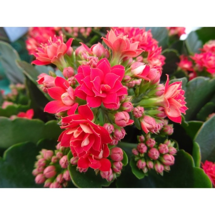 KALANCHOE  TARRINA 23  flor doble CALANDIVA