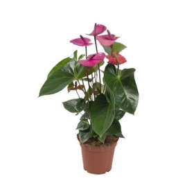 ANTHURIUM  M17 CAVALLI lila