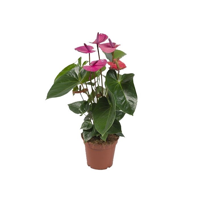 ANTHURIUM  M17 CAVALLI lila