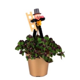 OXALIS  M 7 IRON CROSS deshollinador