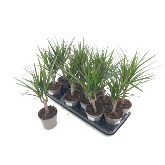 DRACAENA MARGINATA, 1 tronc-M12