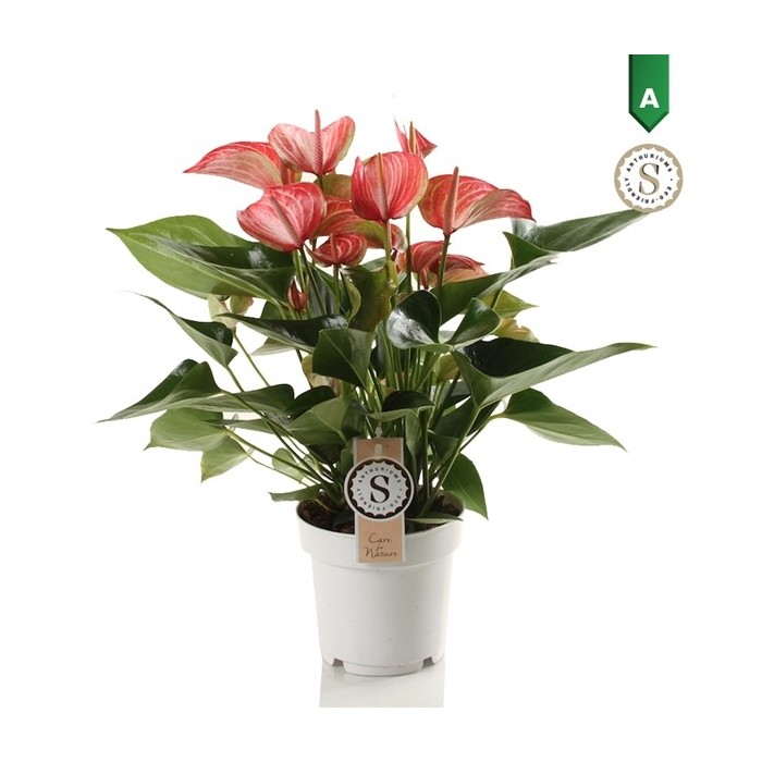 ANTHURIUM  M14 LIVIUM RED