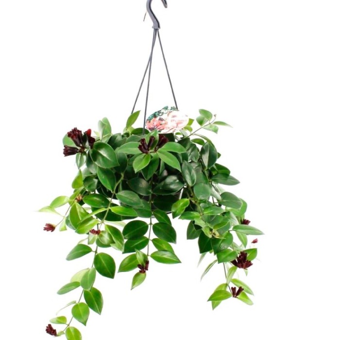 AESCHYNANTHUS  COLGAR  M15 Mona Lisa 40cm