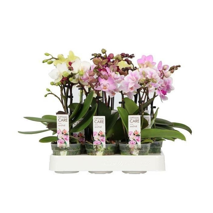 PHALAENOPSIS  M 7  MINIFLORA MIX 1 vara