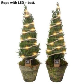 CHAMAECIPARIS ELWODI  M13 TEST AMB LLUM