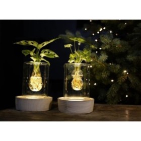 PLANTA VERDE MIX EN AIGUA Vidre Sydney CHRISTMAS