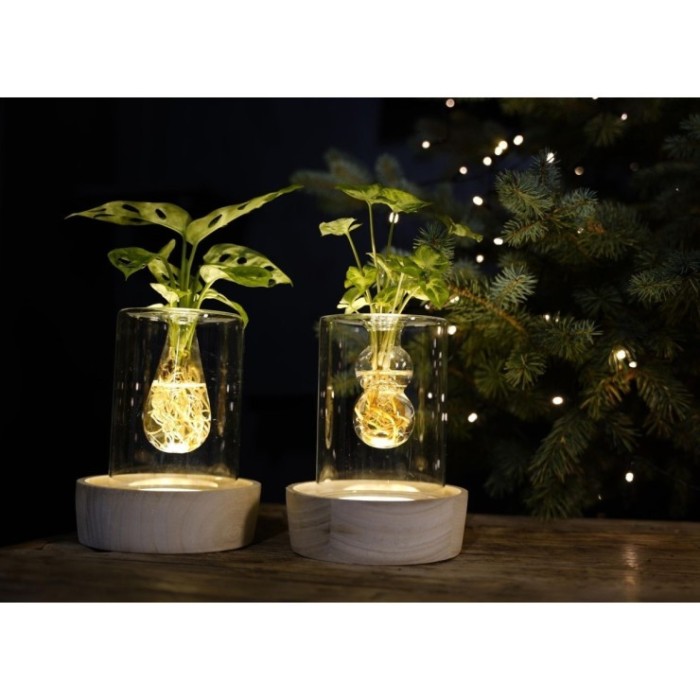 PLANTA VERDE MIX EN AIGUA Vidre Sydney CHRISTMAS