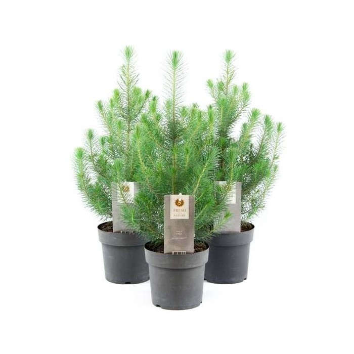 PINUS PINEA  M17 -45cm.