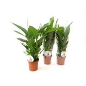 SPATHIPHYLLUM VIVALDI M17