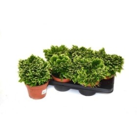 SELAGINELLA  M15 JORI