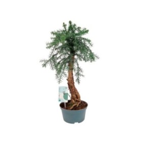 BONSAI ARAUCARIA Cunninghamii Spiral M16 H40