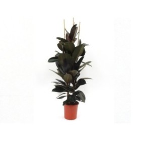 FICUS ROBUSTA ABDIJAN  3 plantes, M25-150cm.