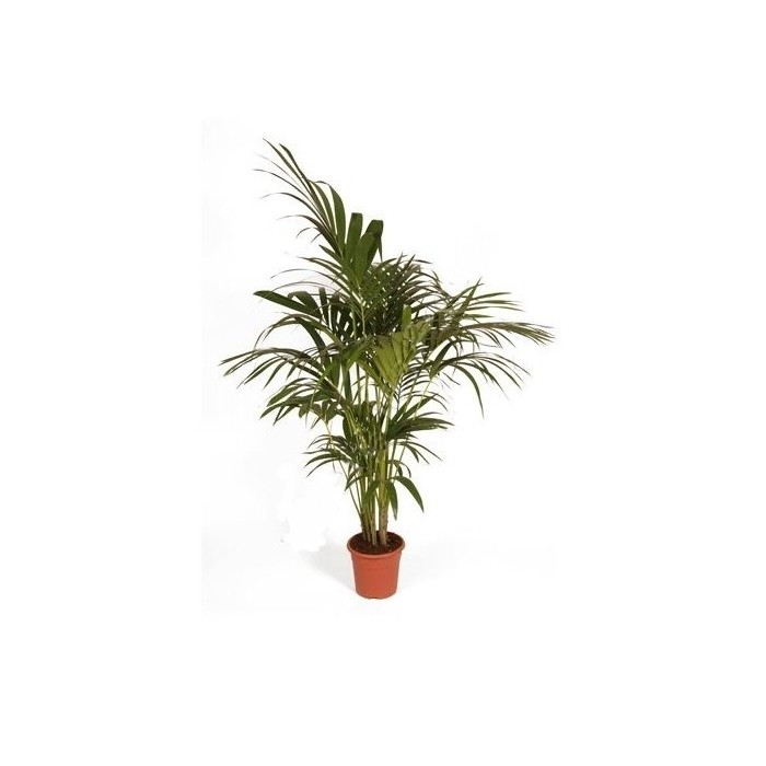 KENTIA  M19-150cm. Sr.