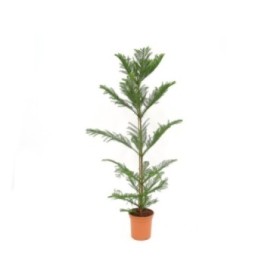 ARAUCARIA  M20