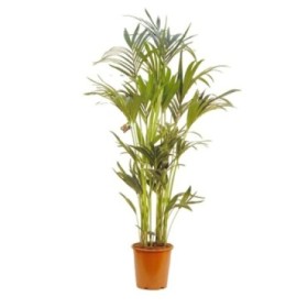 KENTIA  M24-180cm. Sr