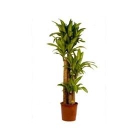 DRACAENA MASSANGEANA, 120.90.60.30 M25 160cm.