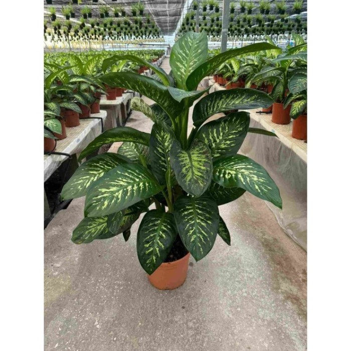 DIEFFENBACHIA TROPIC  M30