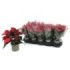 POINSETTIA   M11  RED