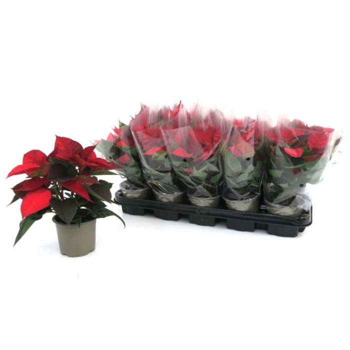 POINSETTIA   M11  RED