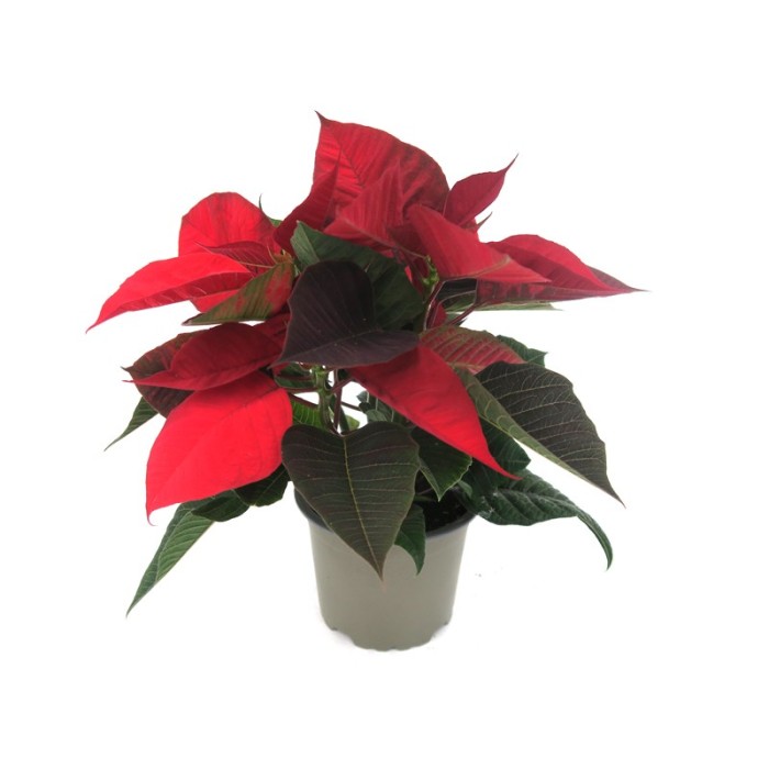 POINSETTIA   M11  RED