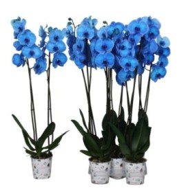 PHALAENOPSIS  M12 2 VARAS 70cm. AZUL