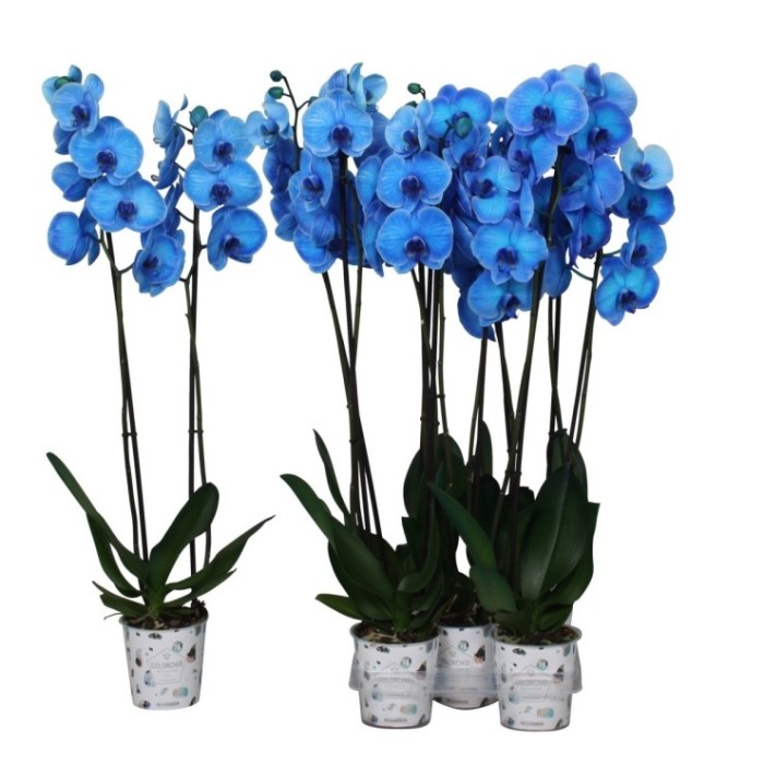 PHALAENOPSIS  M12 2 VARES 70cm. BLAU