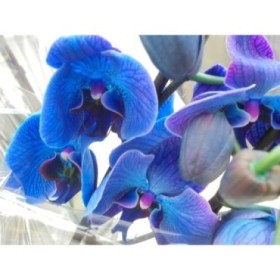 PHALAENOPSIS  M12 2 VARAS 70cm. AZUL