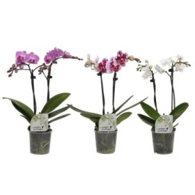 PHALAENOPSIS  M 9 KOLIBRI 2 VARAS  35cm. MIX