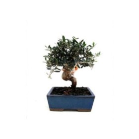 BONSÁI  7 AÑOS OLEA EUROPAEA SYLVESTRIS