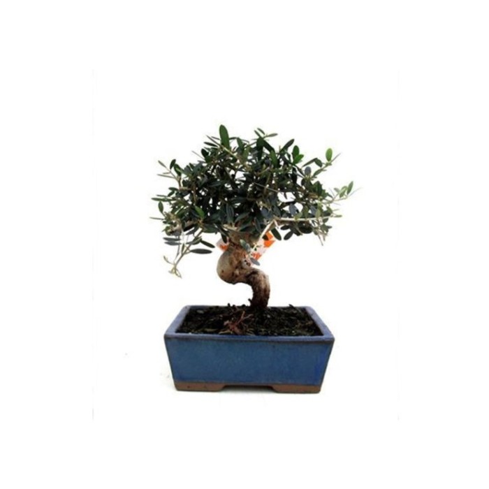 BONSÁI  7 AÑOS OLEA EUROPAEA SYLVESTRIS