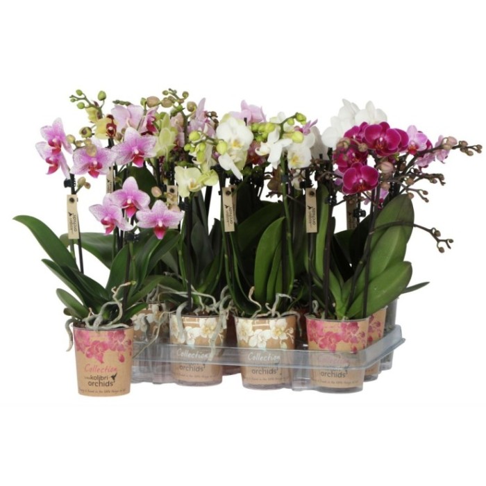PHALAENOPSIS  M 9 KOLIBRI 3 VARAS  35cm. MIX