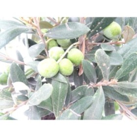 BONSÁI  7 AÑOS OLEA EUROPAEA TRONCO CURVADO