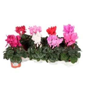 CYCLAMEN  M10.5 MIDI