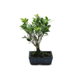BONSÁI  3 AÑOS FICUS RETUSA