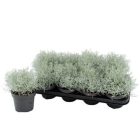 CALOCEPHALUS BROWNII  M13