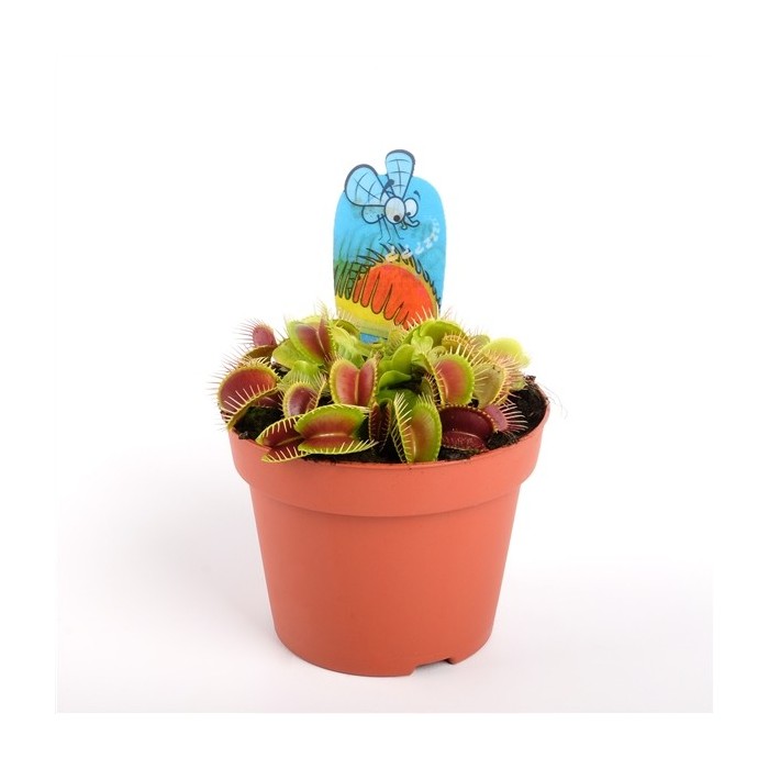 DIONEA MUSCIPULA M12 CARNIVORA